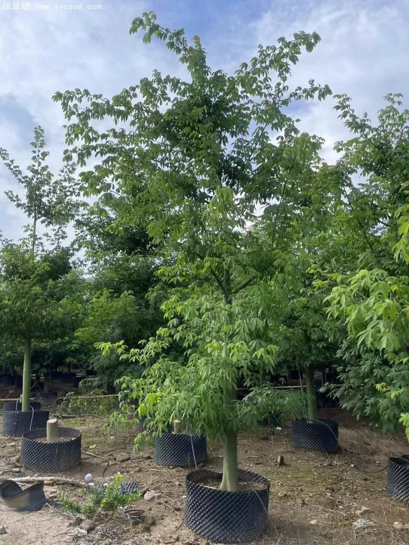 木棉樹苗 木棉樹苗