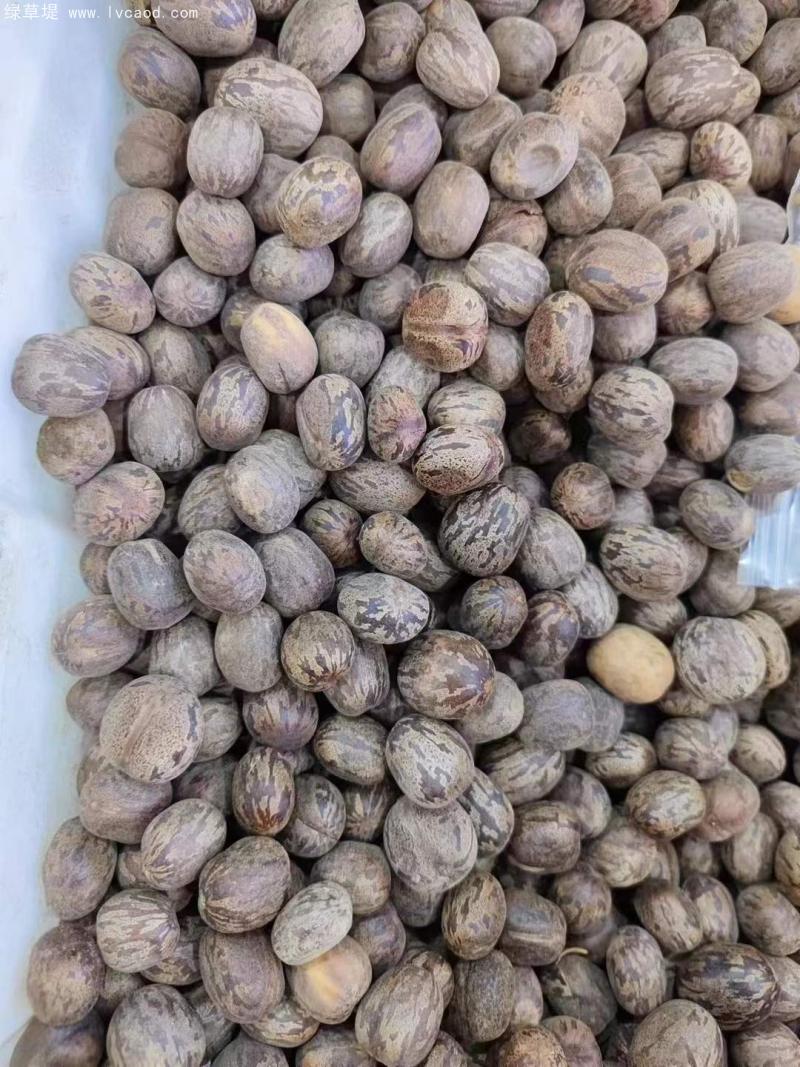 橡膠樹種子 橡膠樹種子