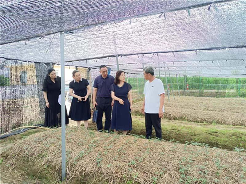 西洋參育苗 西洋參育苗