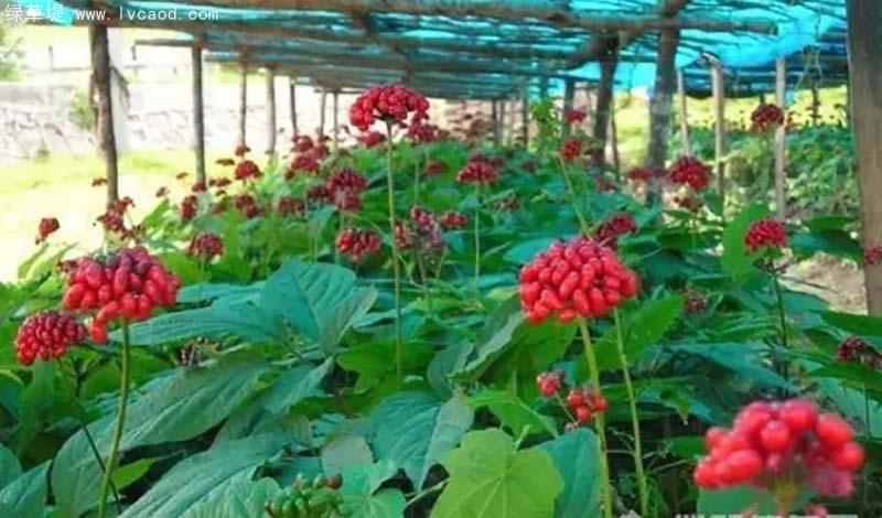 西洋參種子 西洋參種子