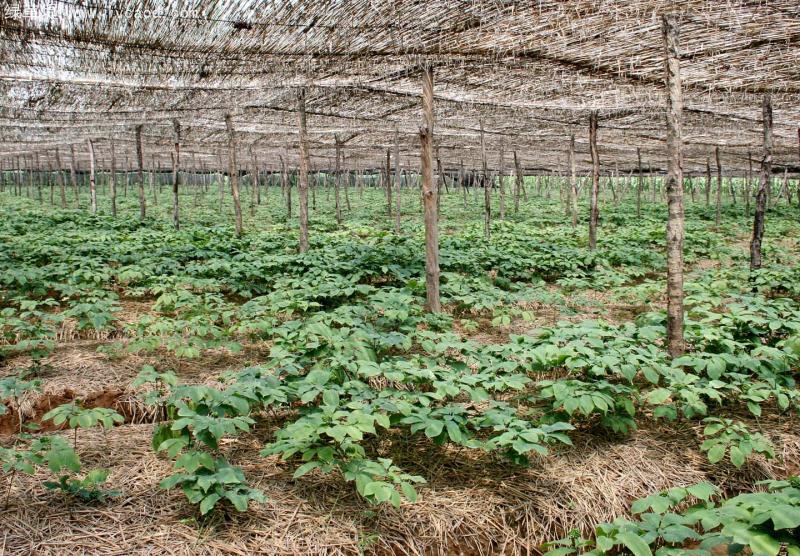 西洋參葉子 西洋參葉子