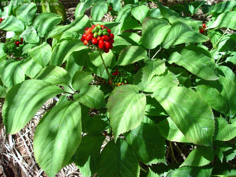 西洋參育苗 西洋參育苗