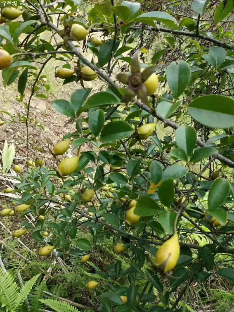 金櫻子植株 金櫻子植株