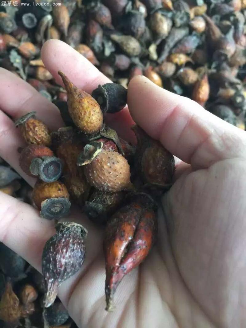 金櫻子果殼 金櫻子果殼