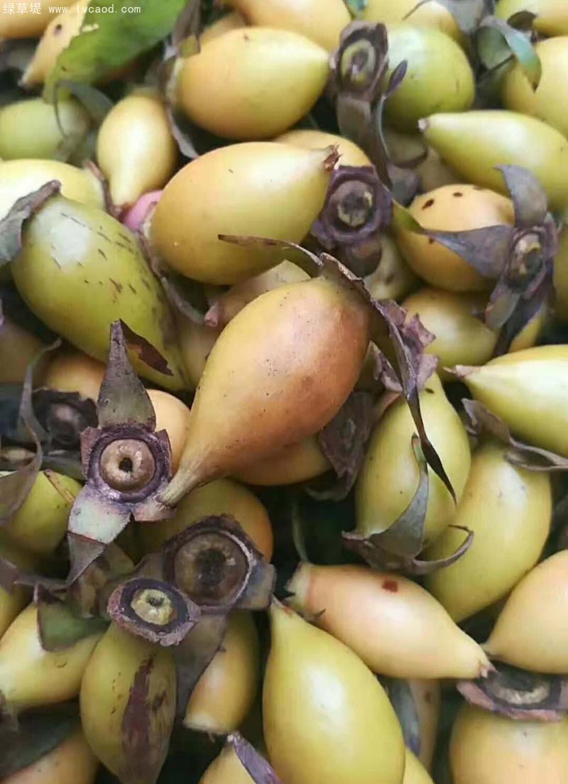 剛采摘的金櫻子果實(shí) 剛采摘的金櫻子果實(shí)