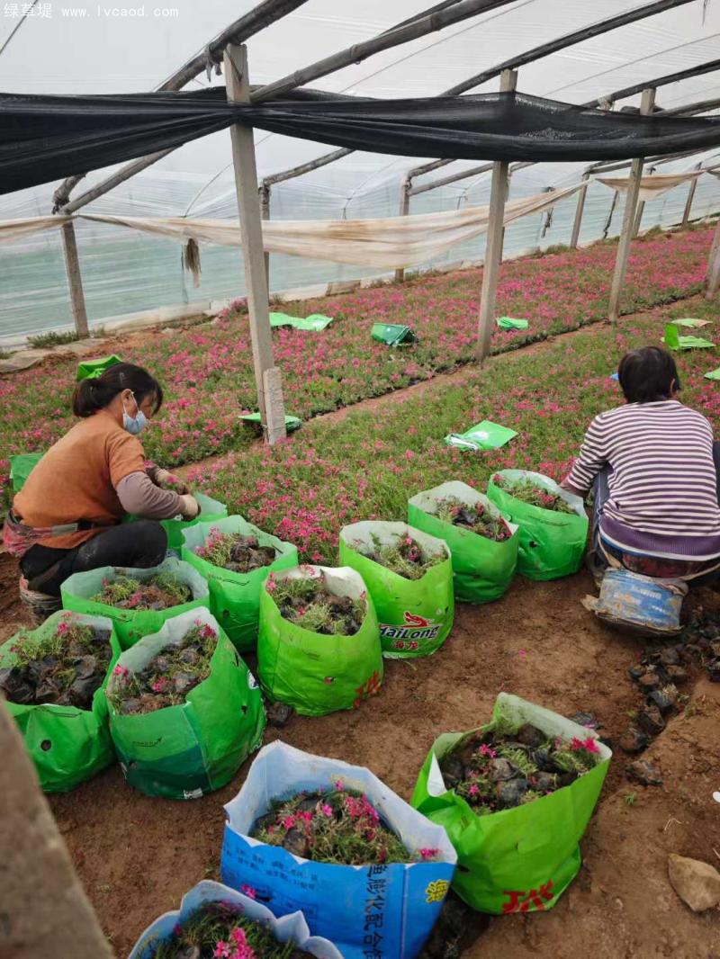 芝櫻盆栽基地起苗現(xiàn)場
