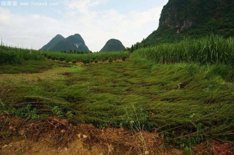 青蒿種植基地 青蒿種植基地