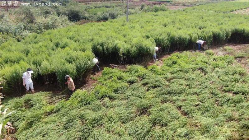 青蒿種植基地 青蒿種植基地