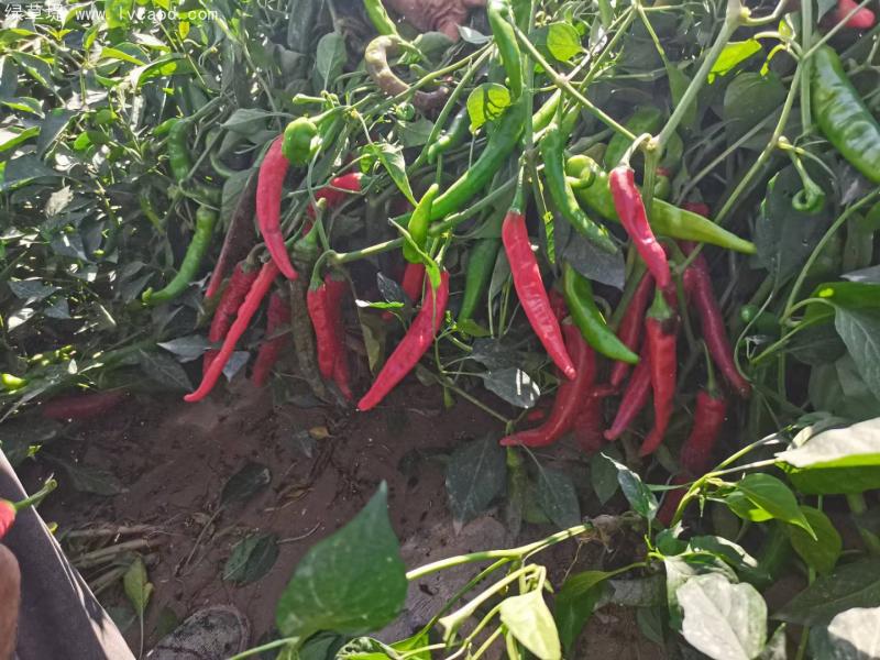 辣椒豐收 辣椒豐收