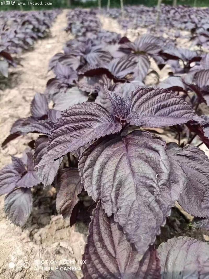 紫蘇葉片雙面紫