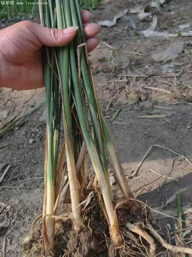 香蒲苗水生植物挺水岸邊