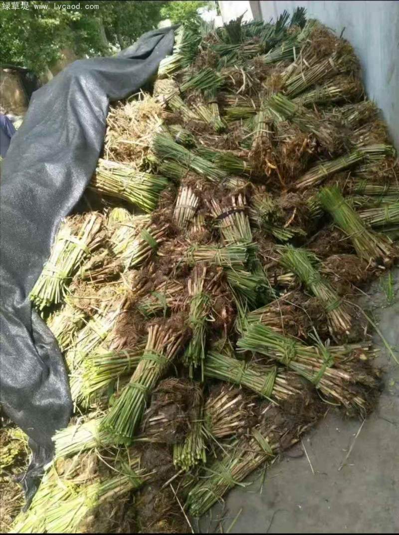 香蒲苗水生植物挺水岸邊