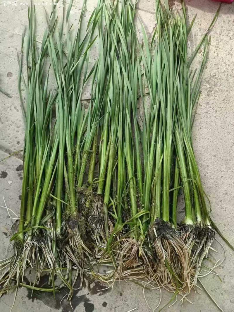 香蒲苗水生植物挺水岸邊