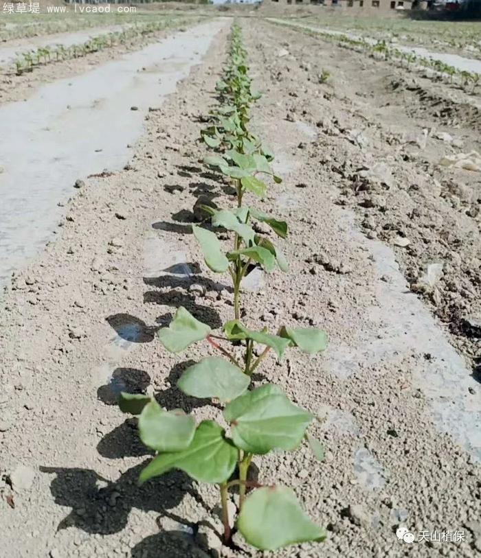 棉花葉子 棉花葉子