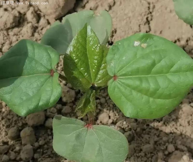 棉花葉子 棉花葉子