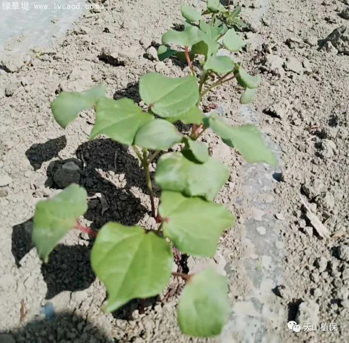 棉花葉子 棉花葉子