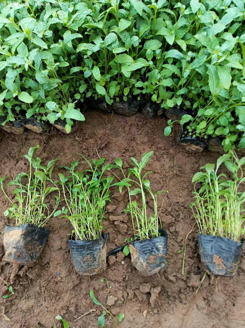 美麗月見草盆栽