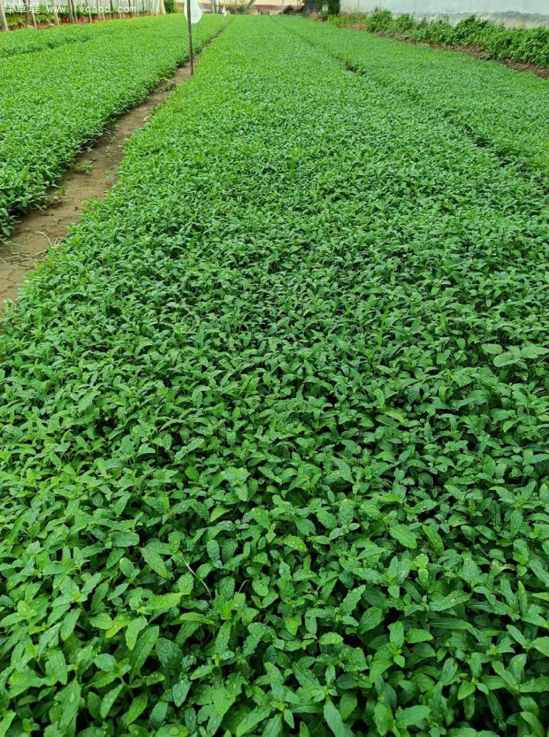 美麗月見草盆栽