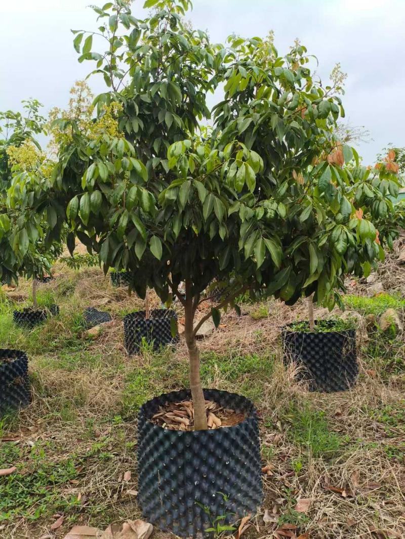 荔枝樹苗 荔枝樹苗