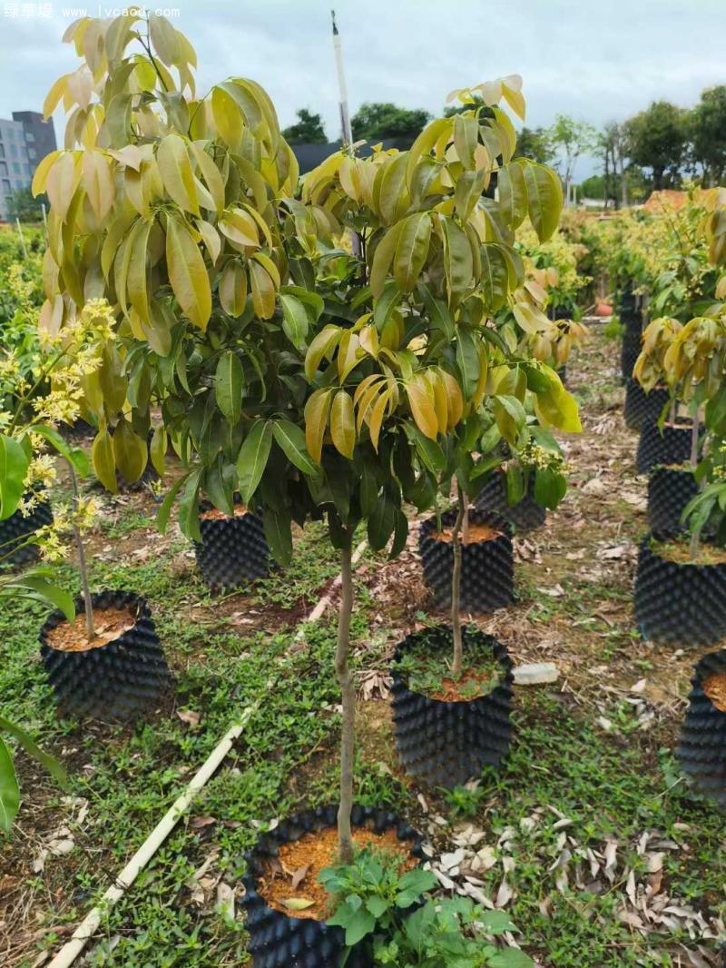 荔枝樹苗 荔枝樹苗