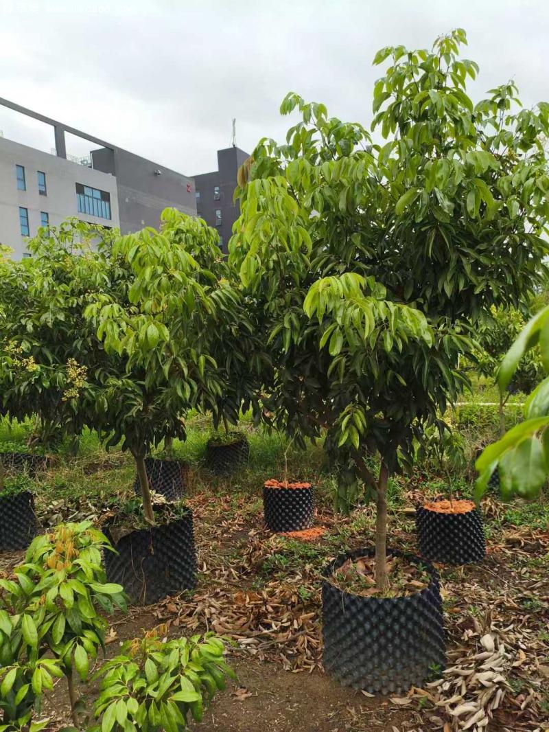 荔枝樹苗 荔枝樹苗