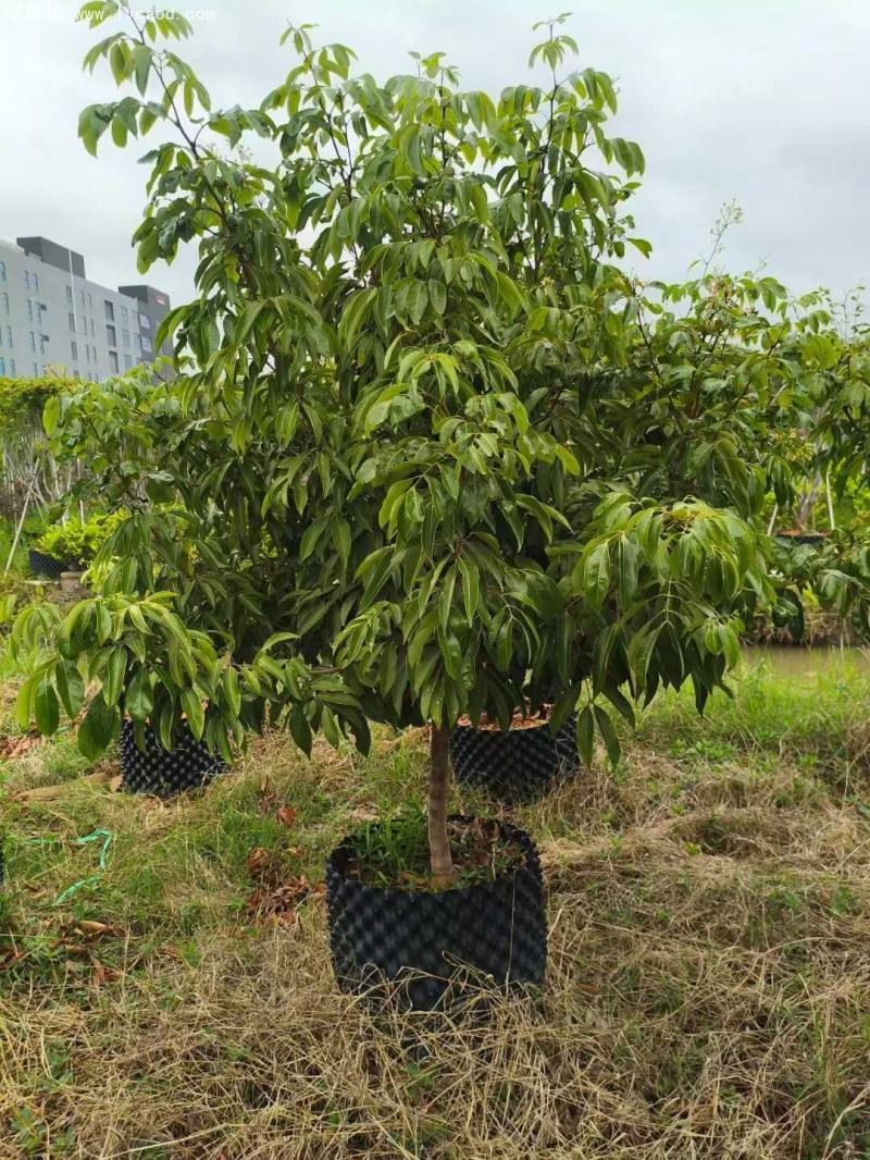 荔枝樹苗 荔枝樹苗