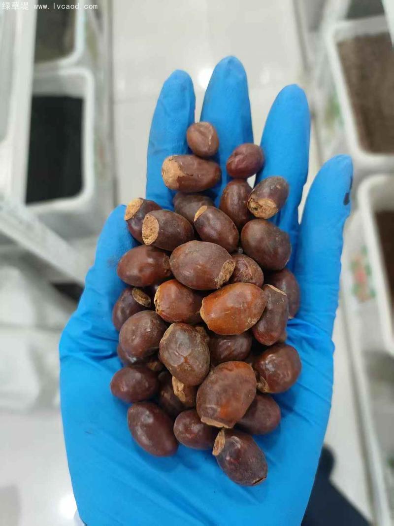 荔枝種子 荔枝種子