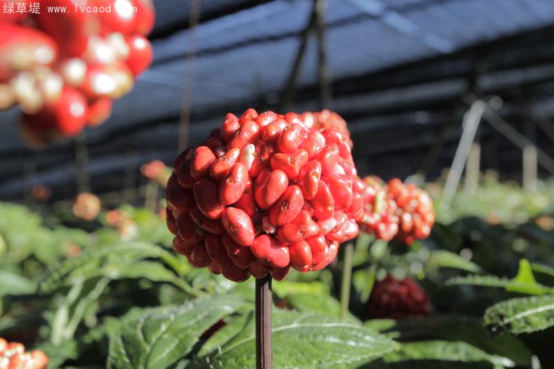 三七果實(shí) 三七果實(shí)