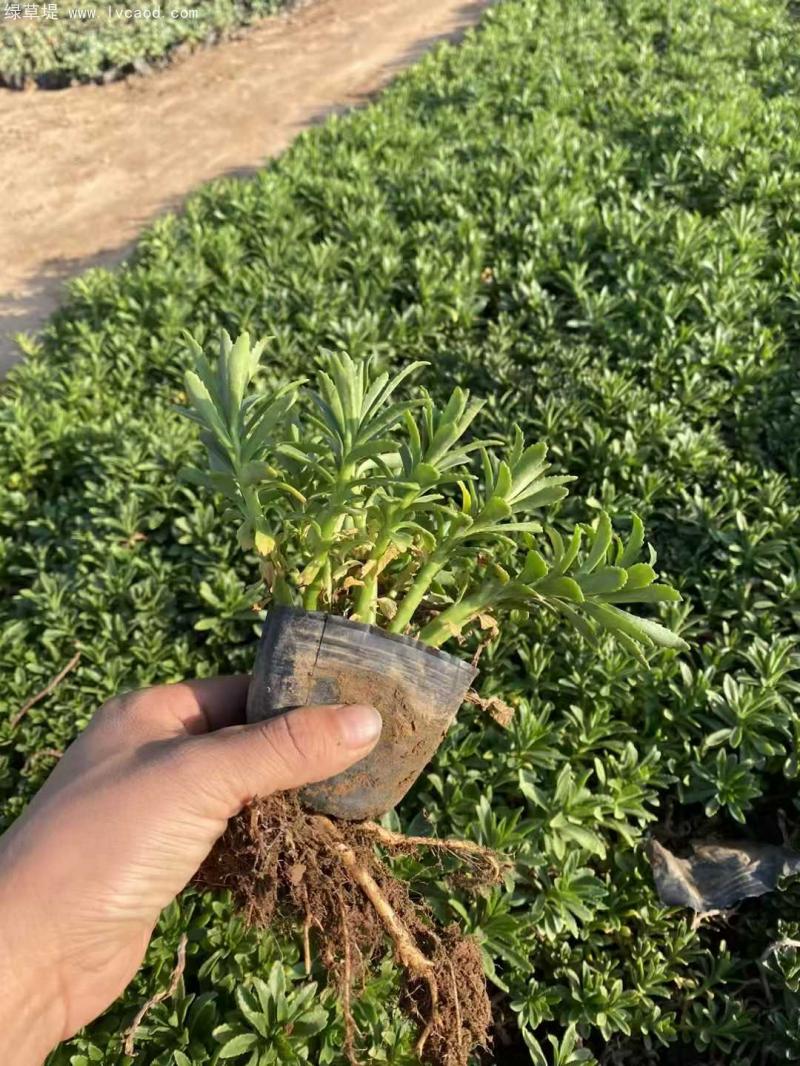 三七景天 三七景天