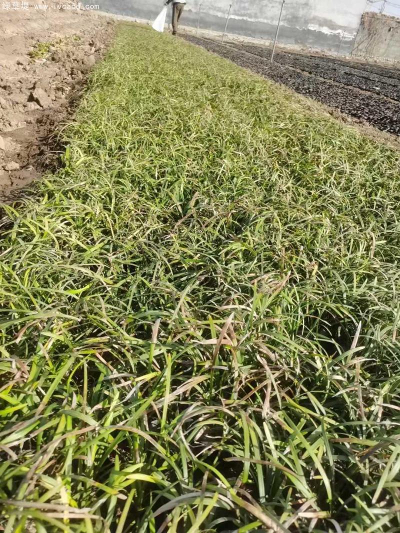 蘭花三七 蘭花三七