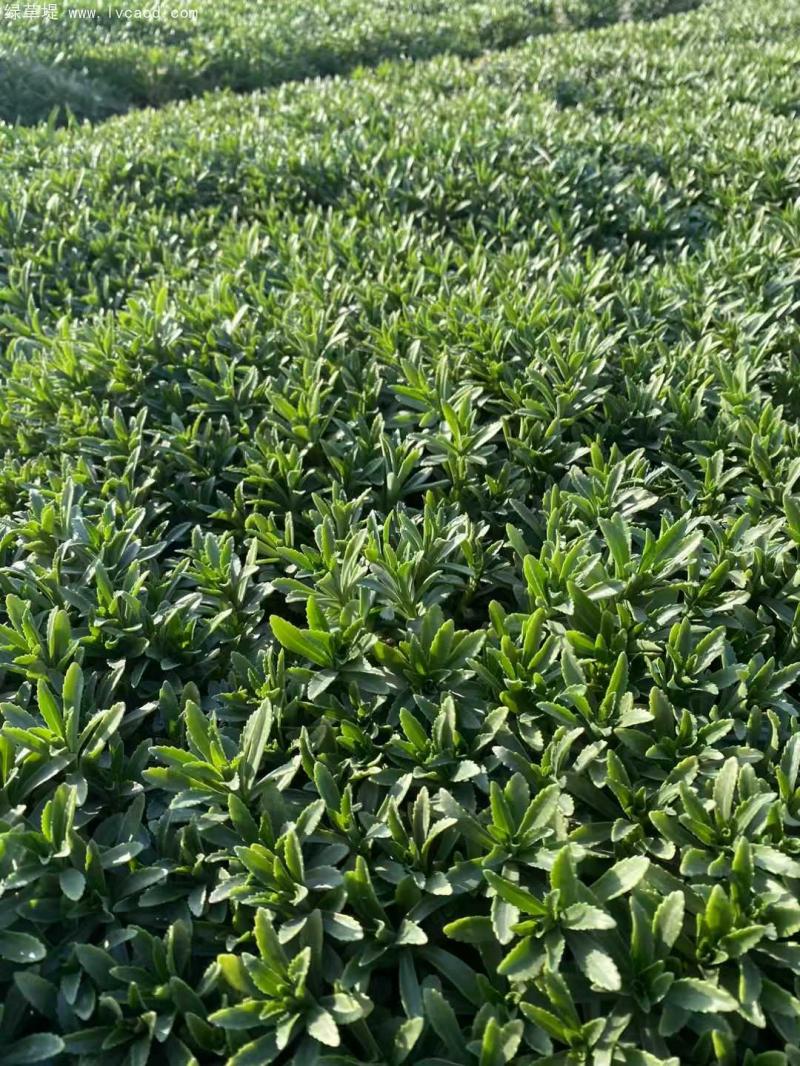 三七景天 三七景天