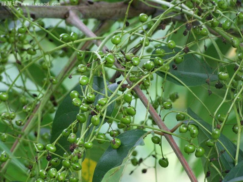 漆樹種子 漆樹種子