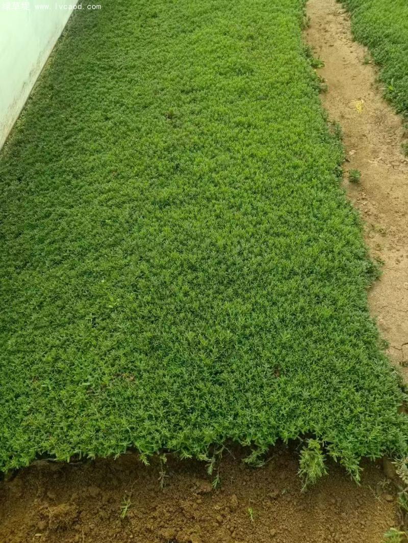 薰衣草盆栽 薰衣草盆栽