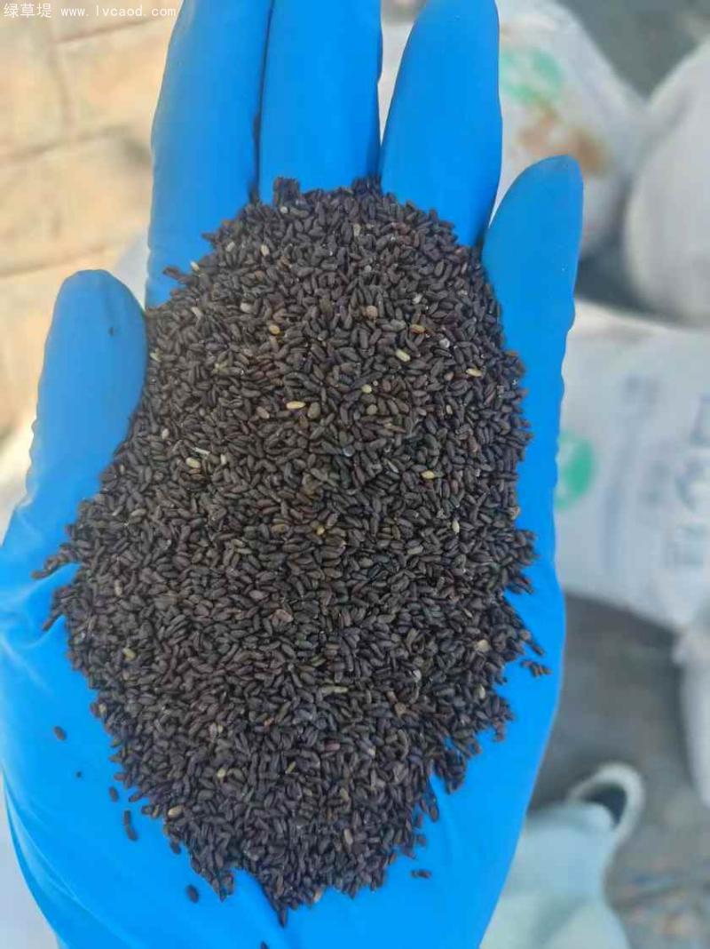 薰衣草種子 薰衣草種子