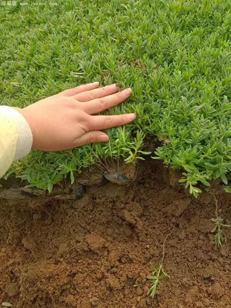 薰衣草盆栽 薰衣草盆栽