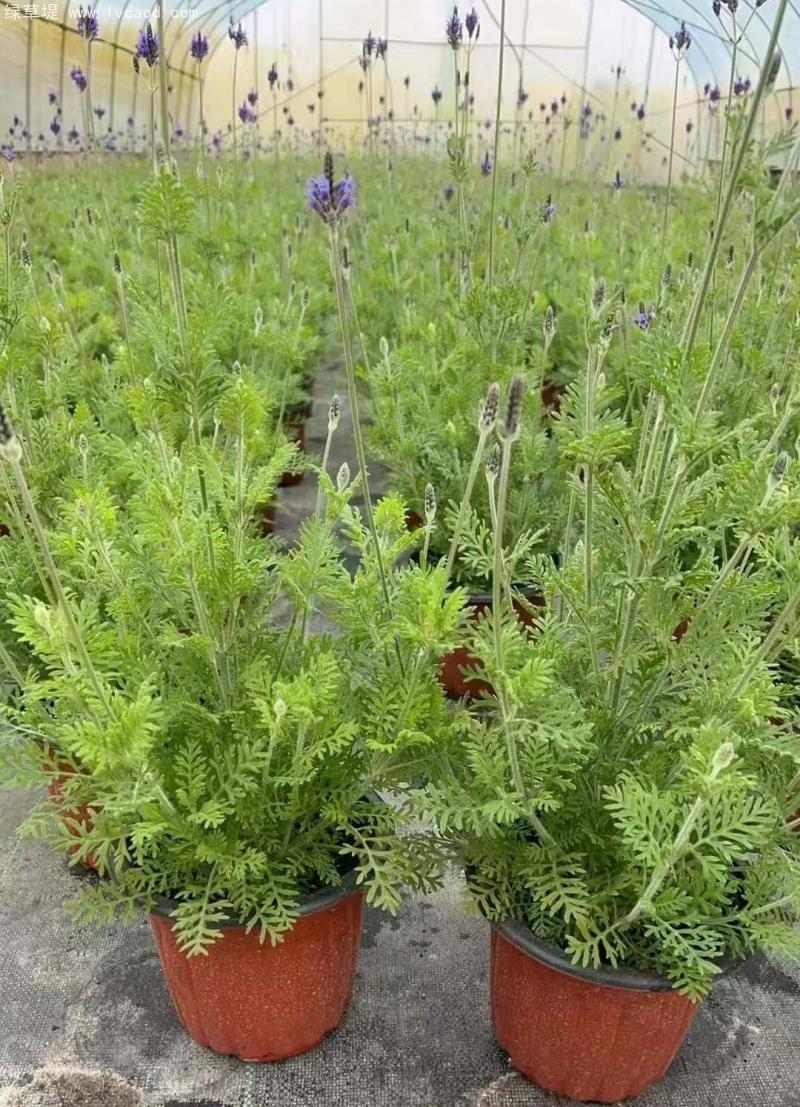 薰衣草盆栽 薰衣草盆栽
