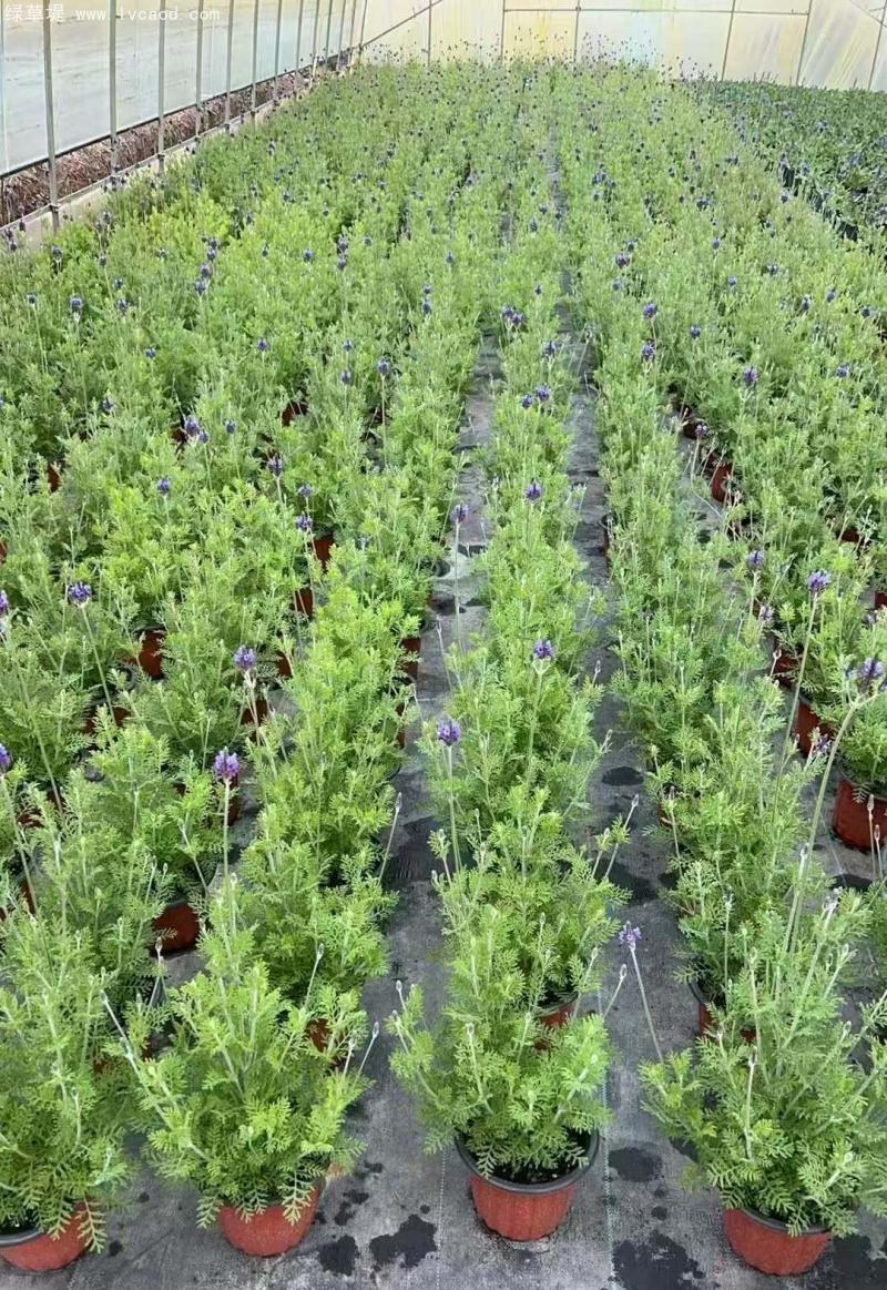薰衣草盆栽 薰衣草盆栽