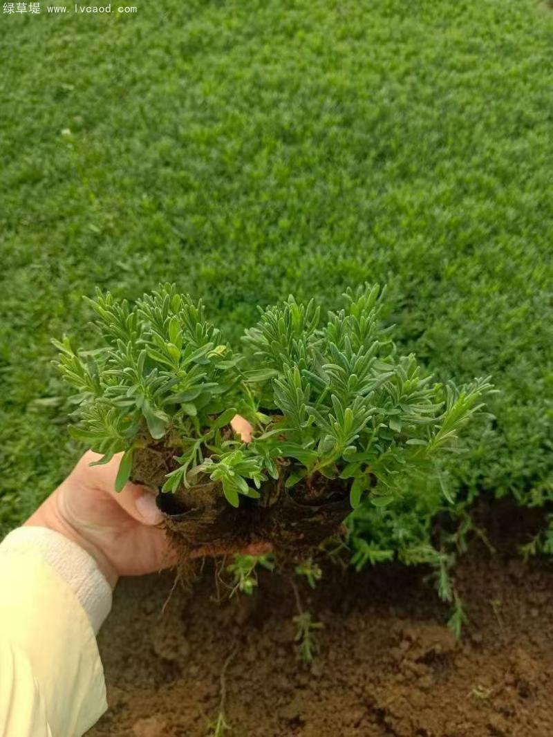 薰衣草盆栽 薰衣草盆栽