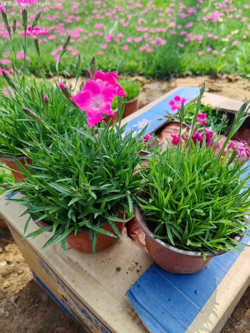 歐石竹盆栽 歐石竹盆栽