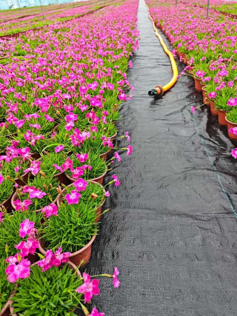 歐石竹盆栽 歐石竹盆栽