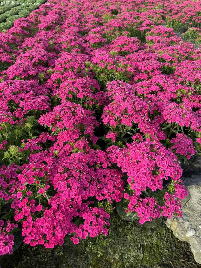 霹靂石竹盆栽 霹靂石竹盆栽