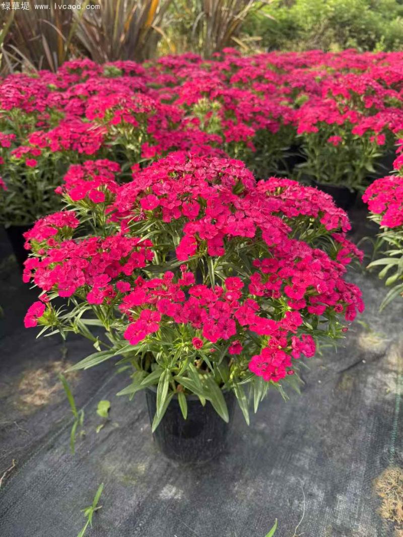 霹靂石竹盆栽 霹靂石竹盆栽