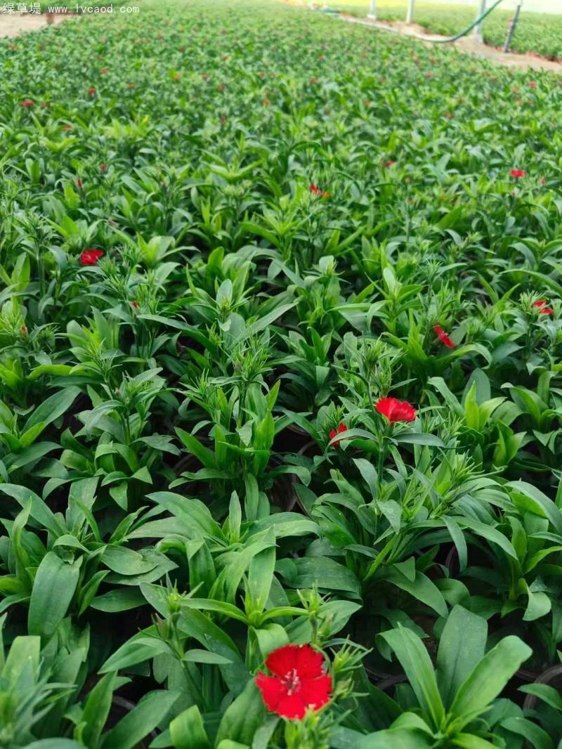 美國(guó)石竹盆栽 美國(guó)石竹盆栽