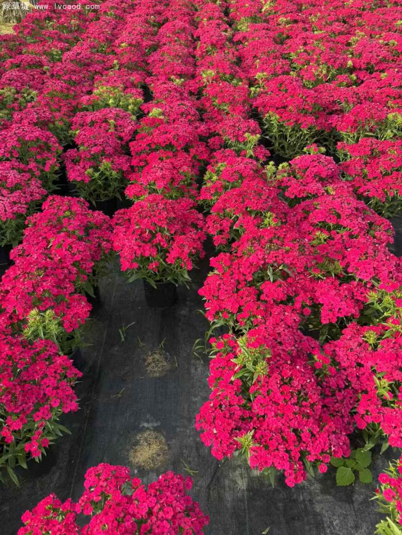 霹靂石竹盆栽 霹靂石竹盆栽