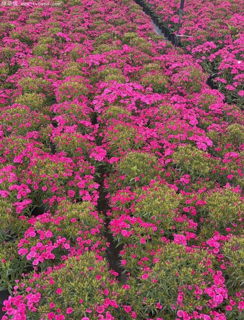 霹靂石竹盆栽 霹靂石竹盆栽