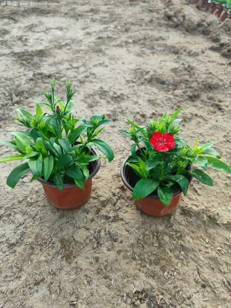 美國(guó)石竹盆栽 美國(guó)石竹盆栽