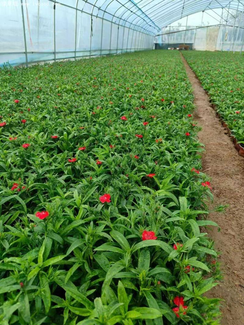 美國(guó)石竹盆栽 美國(guó)石竹盆栽