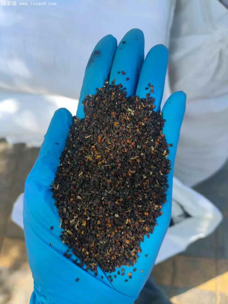 石竹種子 石竹種子