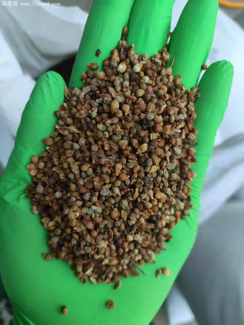 天南星種子 天南星種子