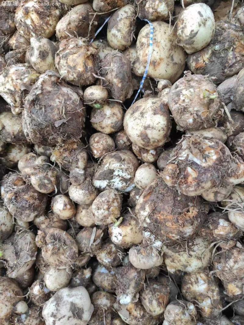 天南星種球根莖 天南星種球根莖